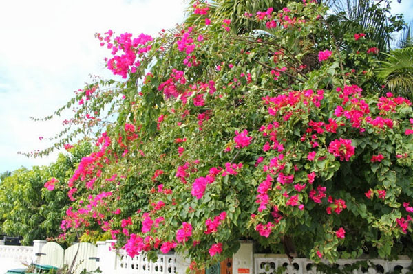 Lai Châu mùa hoa ti gôn nở
